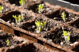 Le paquet Sow the <span class=keywords><strong>Magic</strong></span> Herb Garden comprend 5 paquets du <span class=keywords><strong>kit</strong></span> de culture Herb Garden - Product Image 2