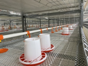 Automatic <strong>Galvanized</strong> Metal Battery <strong>Broiler</strong> Breeder Chicken <strong>Rearing</strong> <strong>Cage</strong> - Product Image 3
