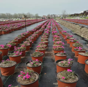 Toile de paillage noire en plastique, 90g pp avec protection UV, couverture de sol horticole tissée, tapis <span class=keywords><strong>anti</strong></span>-mauvaises herbes, tissu <span class=keywords><strong>anti</strong></span>-racines - Product Image 6