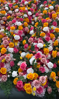 Rangée de centre de table à fleurs personnalisable Arrangement rose vif de fleurs jaune orange Bande de mousse de mariage pour mariage