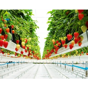 Support galvanisé haute résistance serre <span class=keywords><strong>fraise</strong></span> tomate plantation verticale culture <span class=keywords><strong>gouttière</strong></span> en plastique systèmes de culture - Product Image 3