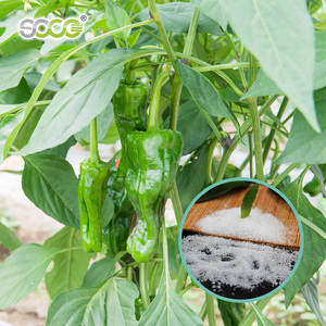Qingdao <span class=keywords><strong>Soco</strong></span> Gel d'enracinement des plantes utilisé pour la culture de légumes Hidrogel Agricola - Product Image 2