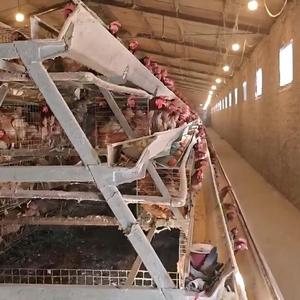 Équipement pour cages à volailles, système de nettoyage automatique des déchets pour 192 oiseaux, solution de production d'œufs commerciale, conception en acier Q235 - Product Image 1