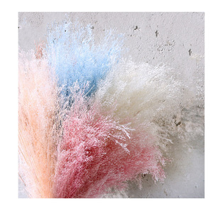 Naturel Ins Most Hot belle couleur fleurs séchées fontaine herbe pour la décoration de la maison - Product Image 1