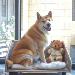 Modern Pet <b>Sofa</b>/Rattan/Wicker Pet <b>Sofa</b> <b>Bed</b>, <b>Dog</b> House Small Animal <b>Sofa</b> Indoor & Outdoor - Product Image 3