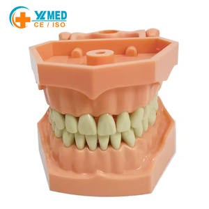 Modèle de pratique <span class=keywords><strong>dentaire</strong></span> pour l'enseignement des sciences médicales, modèle anatomique pratique de dents artificielles, modèle de typodont - Product Image 1