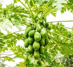 Fornitura all'ingrosso polvere di estratto di foglie di Papaya Carica naturale 10:1,20:1