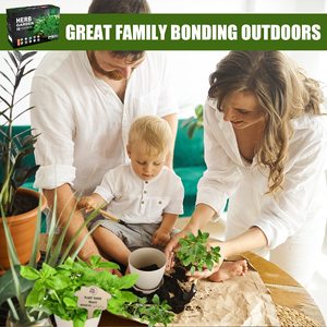 Offre Spéciale intérieur sans OGM 5 herbes bricolage cuisine jardin rebord de fenêtre pot de plante grandir démarreur Kit de culture Pots plateaux goutte à goutte - Product Image 3