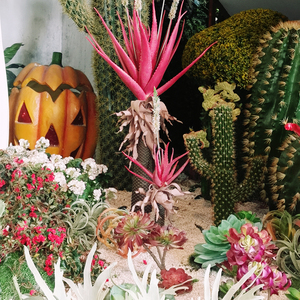 Factory Produce Different Size <strong>Large</strong> Cactus Globose Garden Landscape Cactus Decorations Indoor Outdoor <strong>Artifical</strong> Cactus <strong>Plant</strong> - Product Image 6