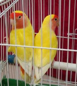 Kafesleri toptan yüksek kaliteli çoklu boyutları ucuz büyük kafes taşıma Metal profesyonel hayvan beyaz kuşlar kafes nefes - Product Image 6