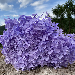 Hortensias Preservadas <span class=keywords><strong>de</strong></span> 60 cm, Hortensias Eternas Anna para Decoración del Hogar, Restaurante, <span class=keywords><strong>Arreglos</strong></span> Florales para Bodas y Día <span class=keywords><strong>de</strong></span> San Valentín - Product Image 5