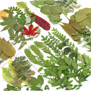 Paquete de 12 Unidades de Flores Secas Prensadas de Color Plateado, Serie de Paquetes Mixtos para Scrapbooking, Resina Epoxi, Planta Natural Ecológica - Product Image 1