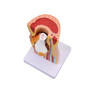 Modèle amovible d'articulation du <span class=keywords><strong>genou</strong></span> de la science médicale avec modèle de démonstration musculaire des ligaments - Product Image 6