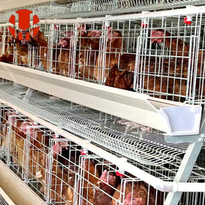 Jaula para Pollos Juveniles <span class=keywords><strong>de</strong></span> Clase A, <span class=keywords><strong>de</strong></span> Diseño Moderno <span class=keywords><strong>y</strong></span> Ecológico, Automática <span class=keywords><strong>y</strong></span> <span class=keywords><strong>de</strong></span> Larga Duración, para la <span class=keywords><strong>Venta</strong></span> en Granjas Avícolas - Product Image 6