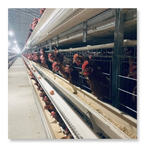 Suministro directo de fábrica, el mejor precio, gallinas ponedoras de huevos, capa de cultivo, equipo de pollo, gallinero automático tipo H - Product Image 6