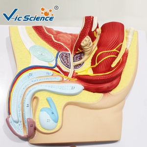 Modelo Anatómico de Pelvis Masculina en Sección Sagital de 1 Parte para la Enseñanza de <span class=keywords><strong>Urología</strong></span> y del Sistema Reproductor Masculino, con Certificaciones CE/ISO/ROHS/CNAS - Product Image 5