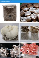 Machine de remplissage automatique de sacs de substrat pour culture de champignons huîtres, ensacheuse de sacs de culture de champignons