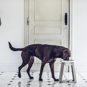 Adjustable Raised <b>Stand</b> Feeder Large Ceramic <b>Bowl</b> Eco-Friendly Durable Portable Elevated Feeding for Dogs <b>Cats</b> Comfort - Product Image 2