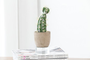 Nuevo diseño barato al por mayor lindo <span class=keywords><strong>cactus</strong></span> de pulpa de papel maceta artificial plantas suculentas bonsai para la venta - Product Image 2