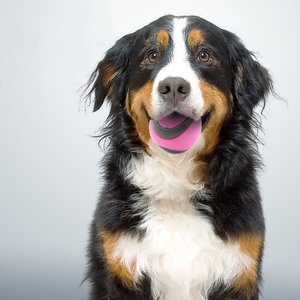 Vendita calda giocattolo da masticare per animali domestici pallina da allenamento per cuccioli di mordere giocattoli colorati per animali domestici palla interattiva per cani - Product Image 3