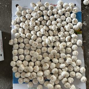 <span class=keywords><strong>Ail</strong></span> chinois personnalisé <span class=keywords><strong>ail</strong></span> blanc pur pour la vente marché <span class=keywords><strong>sud</strong></span>-africain 5.5cm - Product Image 2