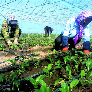 Cinta de Riego por Goteo de 16 mm, 10 Hectáreas, Sistema de Riego por Goteo Agrícola, Cinta de Goteo con Emisor Plano, Gran Venta - Product Image 5