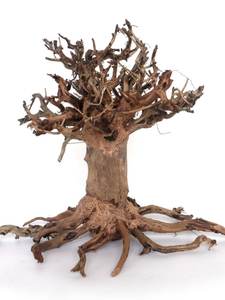 Bois flotté d'aquarium brésilien, mousse, fait à la main, naturel, fin, aménagement paysager d'aquarium, bonsaï avec système de racines de pin - Product Image 5