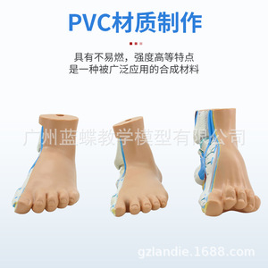 Présentation sur les pieds humains normaux, les pieds plats, les pieds arqués, les pieds hautement arqués, les arches plantaires, la pathologie des pieds, l'anatomie musculaire, etc. - Product Image 4