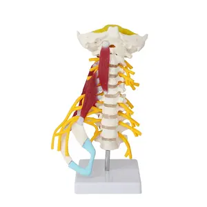 FRT040 High Quality Medical Skeletal Model 7 Cervical Vertebra Muscle Neuro Clinical Human Advance Cervical Model
