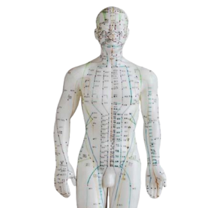 Modelos de Acupuntura de PVC ADA Medical Science ADA-503/ADA-504 de 50CM Masculino y 48CM Femenino para Enseñanza, Aprendizaje y Entrenamiento de Anatomía - Product Image 6