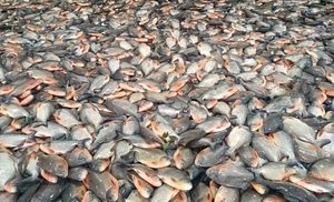 Pomfret vermelho inteiro redondo frutos do mar secos estilo natureza da <span class=keywords><strong>China</strong></span> Preservado Red Pacu Wr Pacu Pomfret - Product Image 5