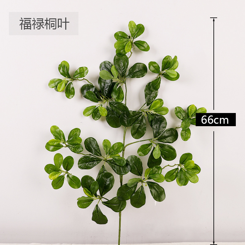 Feuilles vertes du Ficus microcarpa
