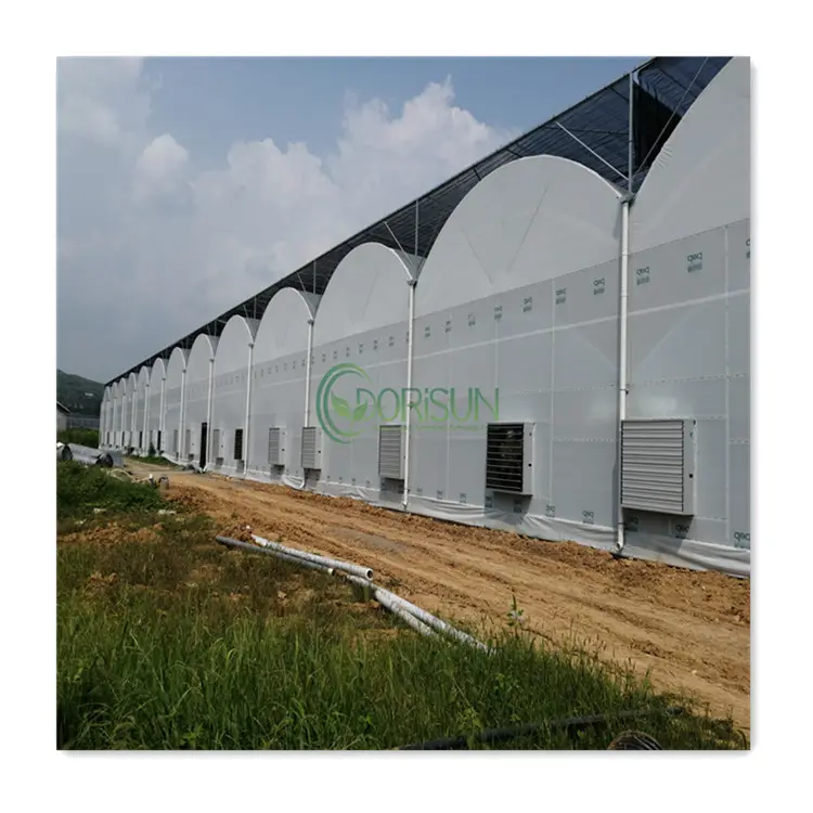 The Stainless Steel Material Multi Span Greenhouse Agricultural Greenhouse For Very Solid And Stable