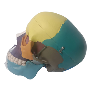 Science médicale enseignement anatomique <span class=keywords><strong>humain</strong></span> détachable taille réelle mannequin <span class=keywords><strong>3D</strong></span> couleur squelette cerveau tête os anatomie <span class=keywords><strong>crâne</strong></span> modèle - Product Image 3