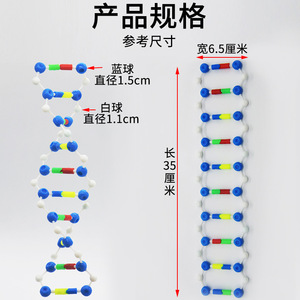 Modelo de ensamblaje de componentes de la estructura de la doble hélice del ADN; modelo de estructura del ADN; modelo genético; pequeño experimento biológico. - Product Image 1