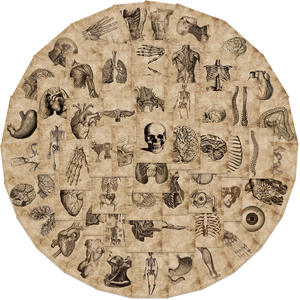 56PCS Modelo de esqueleto médico Póster antomical de <span class=keywords><strong>cuerpo</strong></span> completo para pegatina de esqueleto <span class=keywords><strong>humano</strong></span> vívido vintage - Product Image 4