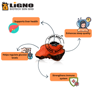 ผงสารสกัดจากต้นแอนโตรเดีย แคมฟอร์าต้า LiGNO AC07 สารสกัดจากธรรมชาติ ช่วยบำรุงตับ สูตรเพื่อสุขภาพ - Product Image 3