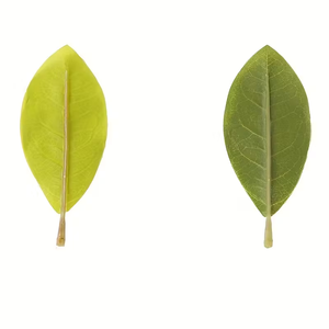 Árbol de <span class=keywords><strong>Magnolia</strong></span> artificial, de <span class=keywords><strong>Magnolia</strong></span> <span class=keywords><strong>grandiflora</strong></span> falsa realista para decoración de jardín de paisaje, precio al por mayor de suministro a granel - Product Image 5