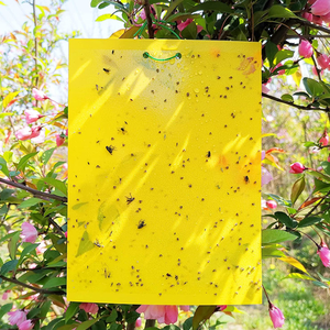 Çift taraflı yapışkan böcek kurulu sarı böcek tuzak kurulu sarı uçan böcek sopa meyve sinek tuzak - Product Image 4