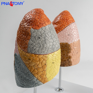 Juego de 2 piezas de segmentos de pulmón de colores, 10 segmentos cada uno para pulmones izquierdo y derecho, producto de ciencia médica - Product Image 4