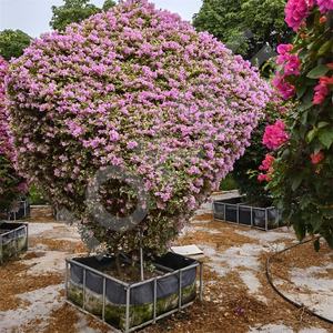 HOKBG Vente en gros extérieur ferme 45 50 60 200 gallons grand sac de jardinière noir tissé en PP sac de culture de jardin pour <span class=keywords><strong>espalier</strong></span>-bougainvilliers - Product Image 6