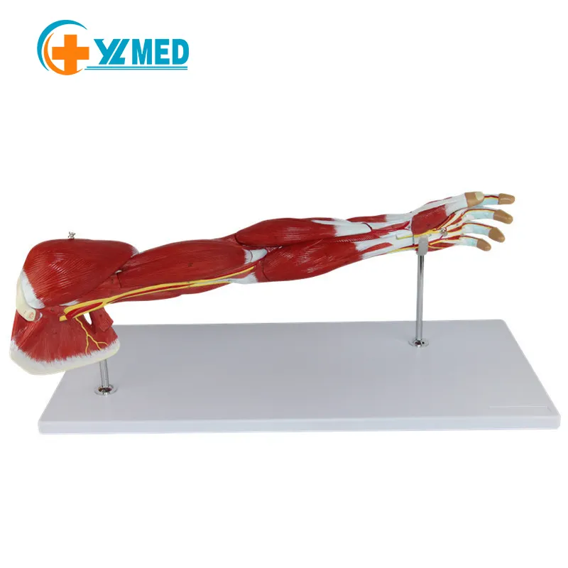 Adult Standard Size Medical anatomy model Arm muscle Upper Limb Arm Muscle Anatomy Model 7 parts showing arm muscle hand