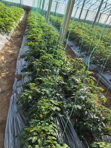 Extrait d'<span class=keywords><strong>algues</strong></span> brunes, extrait d'<span class=keywords><strong>algues</strong></span> <span class=keywords><strong>marines</strong></span>, flocons d'<span class=keywords><strong>engrais</strong></span> organique, 20% d'acide alginique, noir, OEM, extrait d'<span class=keywords><strong>algues</strong></span> <span class=keywords><strong>marines</strong></span> <span class=keywords><strong>en</strong></span> <span class=keywords><strong>poudre</strong></span> rapide - Product Image 4