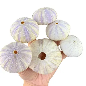 Vỏ Nhím Biển Tím Tự Nhiên, Chậu Cây, Nhím Biển, Đồ Thủ Công Trang Trí Phòng Khách - Product Image 1