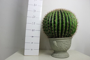 Vente Flash Faux <span class=keywords><strong>Cactus</strong></span> Artificiel en Pot, Balle de Succulentes Très Réalistes, Bonsaï, <span class=keywords><strong>Prix</strong></span> Usine, Plante Fictive pour Décoration Extérieure - Product Image 3