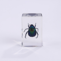 Presse-papiers transparents faits à la main avec spécimens d'insectes, scorpions et autres insectes en résine pour exposition scientifique