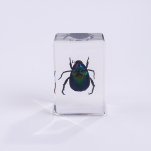Trong Suốt Handmade Côn Trùng Mẫu Côn Trùng Paperweights Động Vật Bọ Cạp Côn Trùng Trong Nhựa Bug Mẫu Vật Cho Khoa Học Hiển Thị - Product Image 6