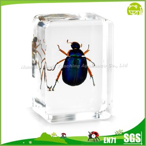 Resina trasparente colorato scarabeo scuola educazione esemplare di insetto tassidermia vera resina animale esemplare biologico in resina - Product Image 6