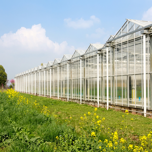 Serre en verre multi-chapelles robuste toutes saisons pour la culture hydroponique commerciale de légumes à haut rendement - Product Image 1