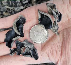 Mu Er, champignon séché sauvage d'Auricularia Auricula Underwood pour la consommation alimentaire - Product Image 2